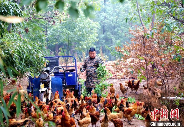 鸡肉价格大跌！商家大促销你“鸡肉自由”了吗？(图4)