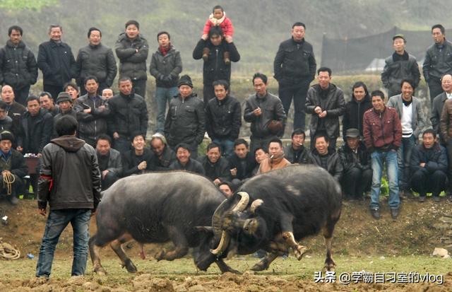 中国人喜爱猪肉原来是从明始！古代吃牛肉是犯法的