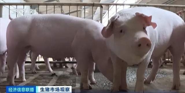 降幅超20%牛肉卖到猪肉价！养殖户叫苦连天价格已创5年来最低(图7)